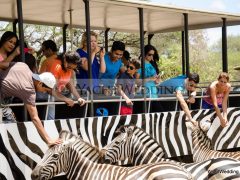 safari bus zebra close up touching