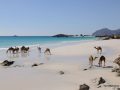 Camels _ OT Oman