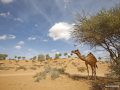 Ras_Al_Khaimah_-_Camel-me